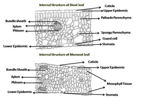 Internal structure of dicot leaf. Diagram | Quizlet