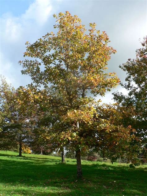 Quercus bicolor - Trees and Shrubs Online