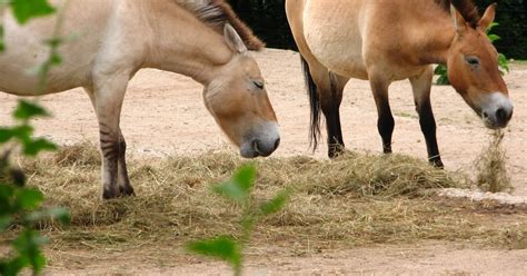 Helping the rare Przewalski horse return to the wild | Radio Prague International