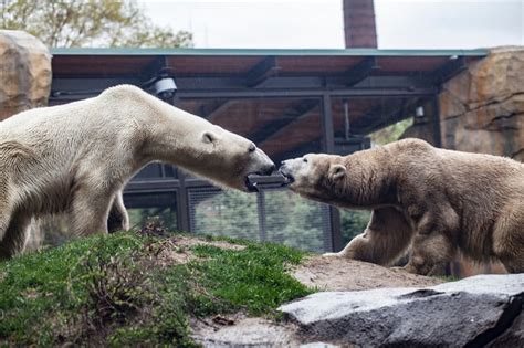 Lincoln Park Zoo's Polar Bears Go On Blind Date (With Species On The Line) - Lincoln Park ...