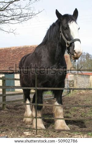 Large Black Shire Horse Stock Photo 50902786 : Shutterstock