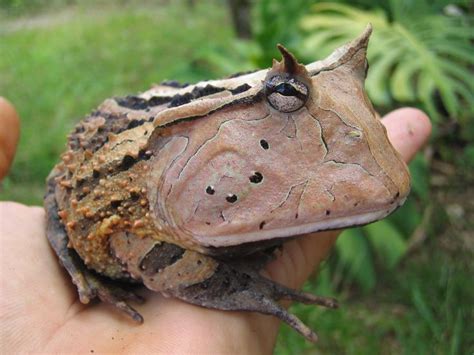 The Amazonian Horned Frog | Niedliche frösche, Ausgestopftes tier, Amphibien