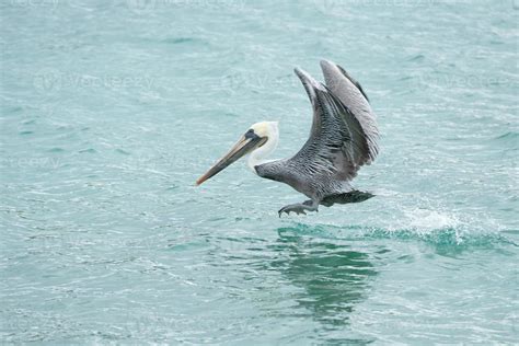 Pelican while flying 19083735 Stock Photo at Vecteezy