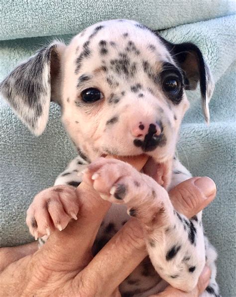 Videos & Pics - Miniature Dalmatians