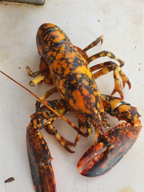 Third and most colorful calico lobster I've caught in the 2019 lobster season. Gulf of maine : r ...