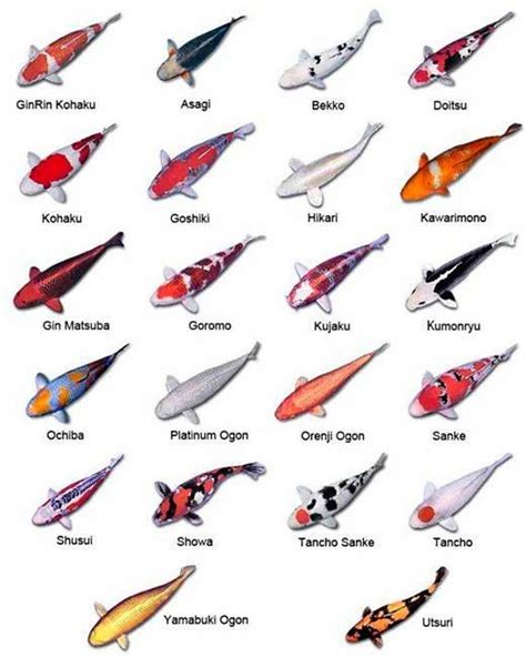 Chart of 22 Most Common Types of Koi | Koi fish pond, Koi pond, Koi fish colors