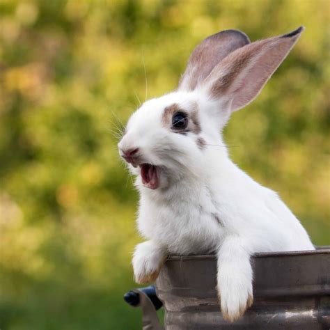 Why Do Rabbits Scream? - SimplyRabbits - Rabbit care