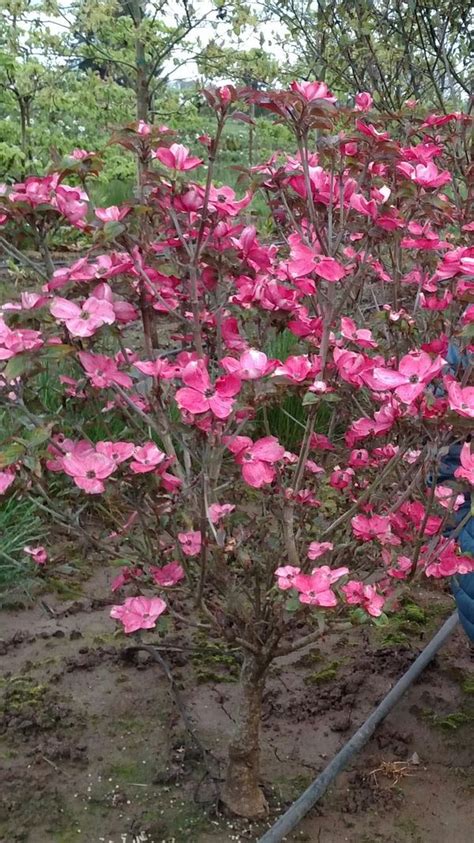 Dwarf ‘Red Pygmy’ Dogwood trees for Sale in Puyallup, WA - OfferUp