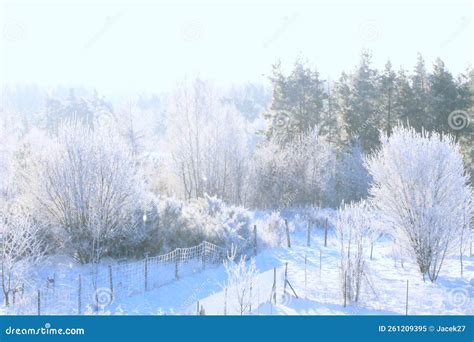 Christmas Tree in Polish Garden.Europe. Stock Image - Image of outdoors ...