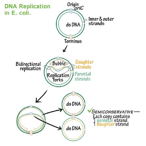 Immunology/Microbiology Glossary: Bacteria Chromosome Replication (E. Coli) | Draw It to Know It
