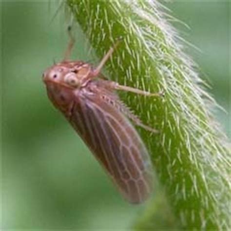 Viewing Families in the Order "Homoptera" (Cicadas, Hoppers and Aphids)