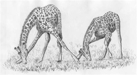 The Giraffe’s Short Neck: Why Evolutionary Thought Needs a Holistic Foundation — The Nature ...