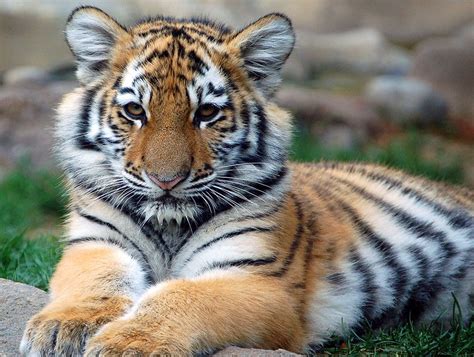 CUTEST WILD ANIMAL IN THE WORLD | Animal Picture Cute Tiger Cub Staring At Camera | Tigers ...