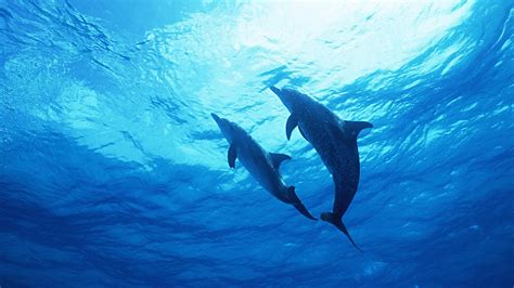 Dolphins Underwater Wallpapers - Wallpaper Cave