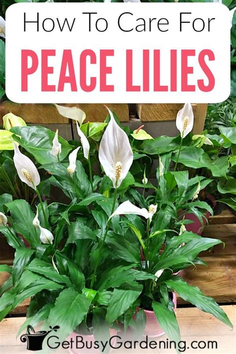 Peace Lily Plant Care Guide: How To Grow Spathiphyllum - Get Busy Gardening