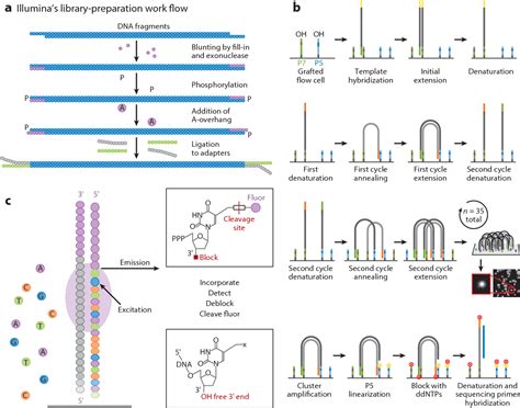 Figure 3 from Next-generation sequencing platforms. - Semantic Scholar