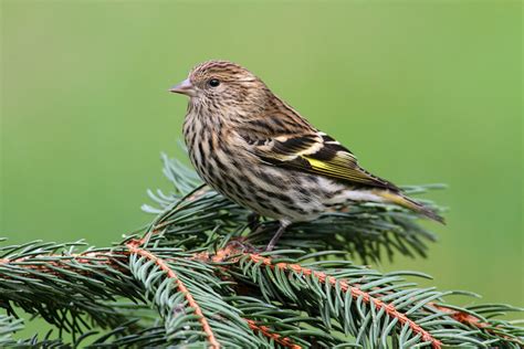 Pine Siskin - Song Of America