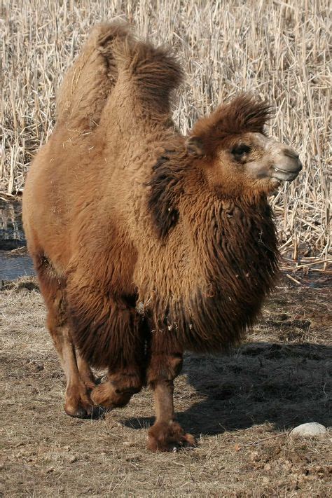 Bactrian Camel (Critically Endangered, Approximately 650 Animals) | IMAGES ANIMAUX | Animaux ...