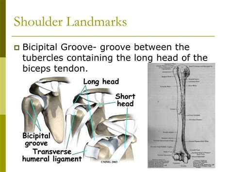 PPT - Shoulder Anatomy PowerPoint Presentation, free download - ID:6856840