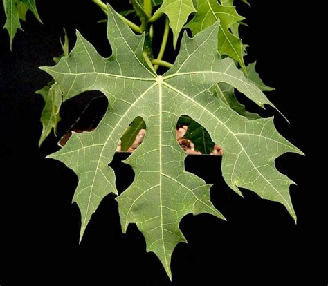 Chaya - Spinach Tree, Cnidoscolus aconitifolius