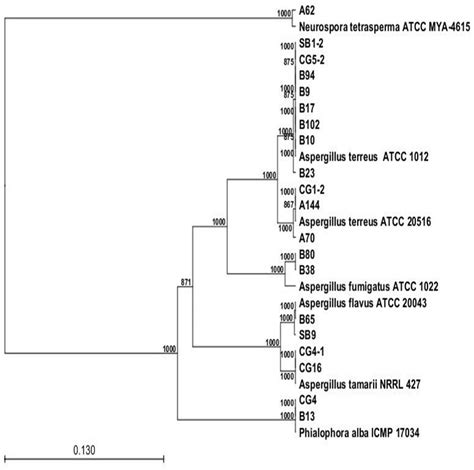 Phylogenetic tree for FAEs producing strains from the Sonoran Desert... | Download Scientific ...