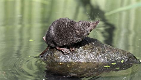 Difference Between a Mole & a Shrew | Sciencing