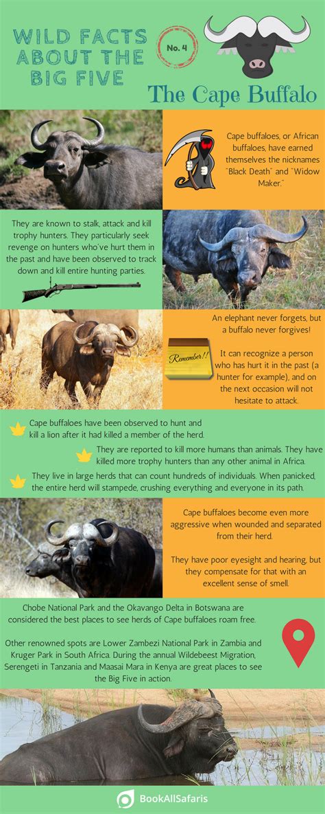 Wild Facts About the Big Five: No. 4 – the Cape Buffalo [Infographic ...