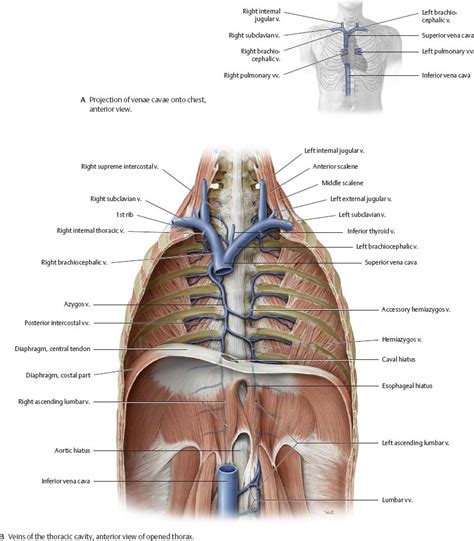 Thoracic Cavity - Atlas of Anatomy