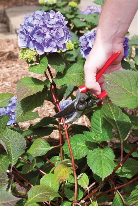 Planting Hydrangeas, Pruning Hydrangeas, Hydrangea Care | Planting ...