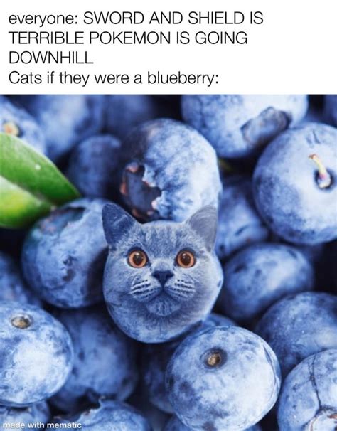 cats if they were a blueberry meme | Blueberry Cat | Know Your Meme