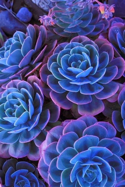 AZUL, sempre! | Blue succulents, Beautiful flowers, Flower seeds