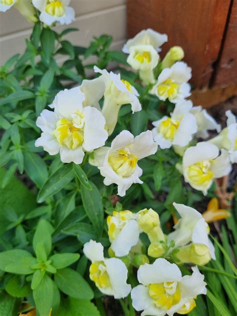 23 of the Best Snapdragon Varieties to Grow at Home