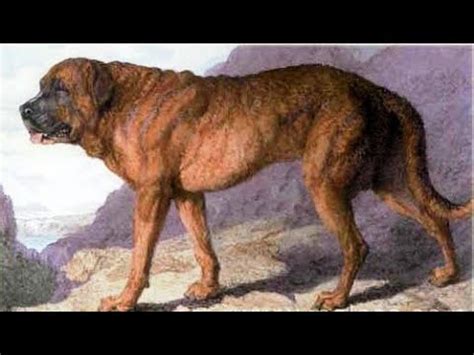 When Did The Alpine Mastiff Go Extinct