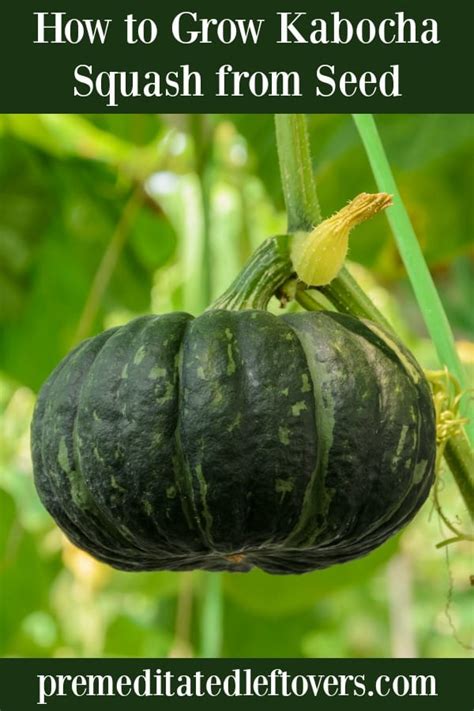 19+ Kabocha Squash Planting - BuffyCarenne