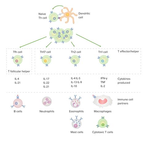 T cells: Types and Functions | Concise Medical Knowledge