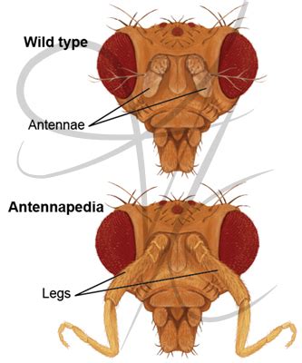 Fruit Fly Anatomy - Anatomy Reading Source