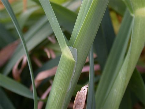 Orchardgrass | Cornell Weed Identification