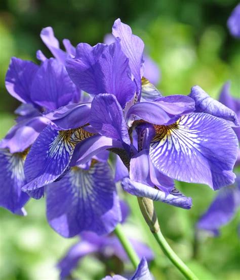 Growing Siberian Iris, Iris