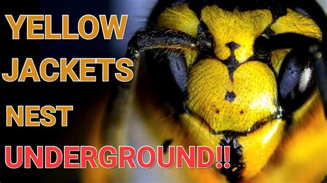 Yellow Jackets UNDERGROUND Nest! Swarmed and STUNG! Wasp Nest Removals ...