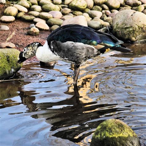 A view of an African Comb Duck 10328349 Stock Photo at Vecteezy