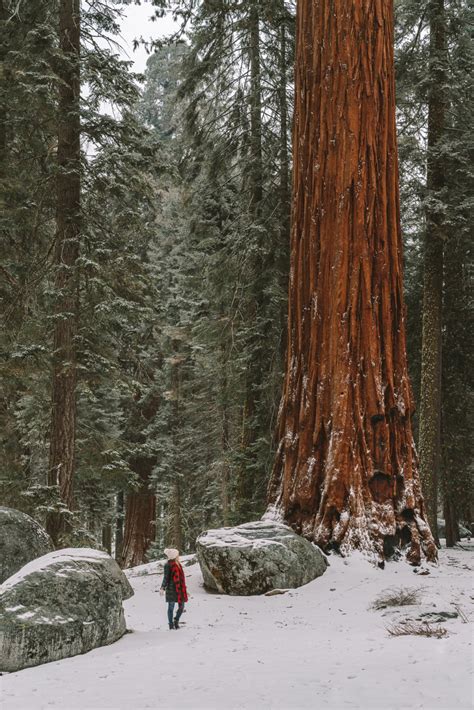 Everything You Need to Know Before Visiting Sequoia National Park in Winter - Live Like It's the ...