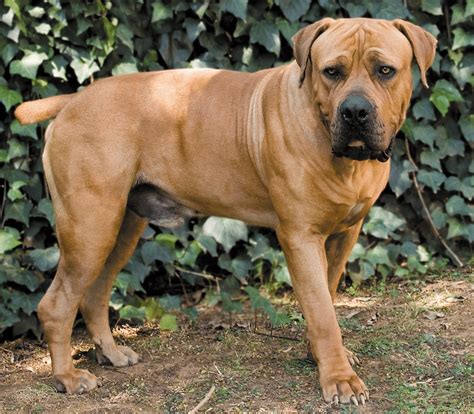 Boerboel: Facts About the African Watchdog – Dogster