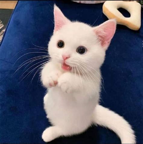 Cute small kitten! : r/aww