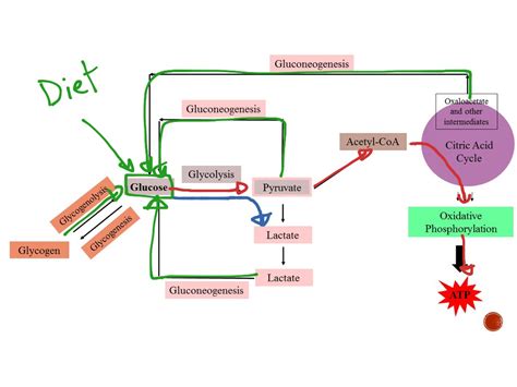 ShowMe - carbohydrate metabolism