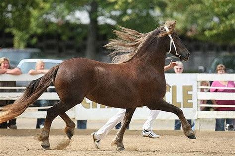 Pin on Chestnut | Liver chestnut | Chestnut horse, Friesian horse, Horses