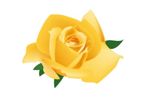 Yellow Rose Clipart