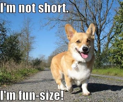 15 Hilarious Corgi Memes Will Make Your Day | Page 2 of 3 | PetPress | Corgi funny, Happy dogs ...