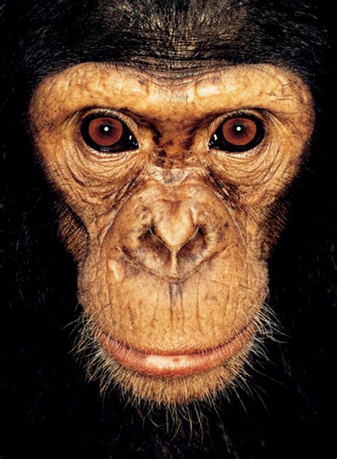 Stare Into the Eyes of 40 Ape Faces - The Atlantic