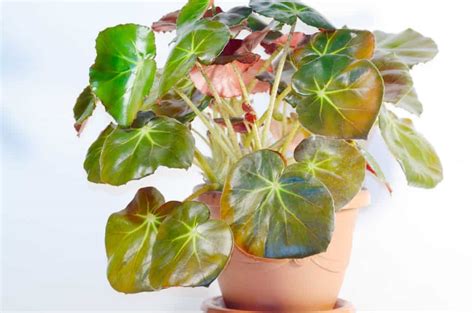 How To Care For A Beefsteak Begonia (Erythrophylla) - Indoor Home Garden