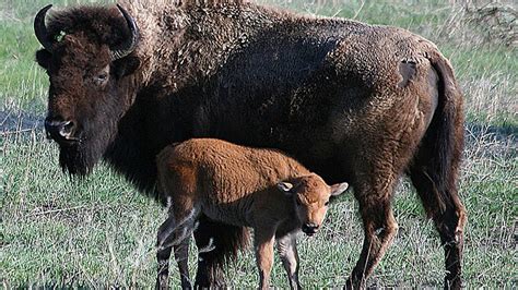 Watching a Baby Bison Die - Cool Green Science